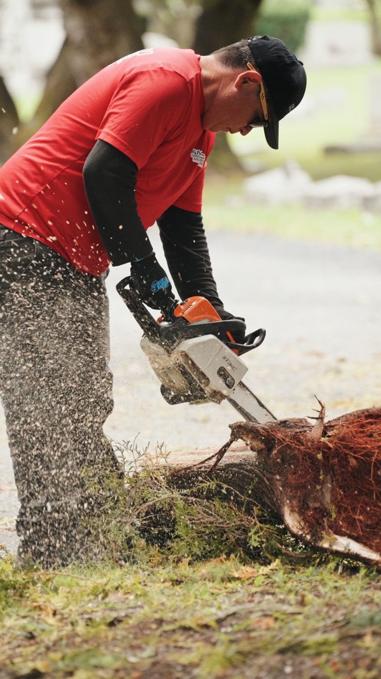 American Ground & Snow crew member cutting out a stump with a chainsaw