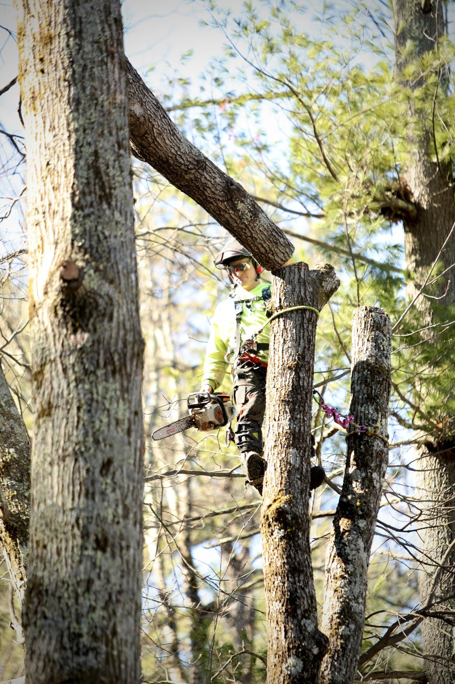 Webb Tree Services climber roped in high on a tree removal